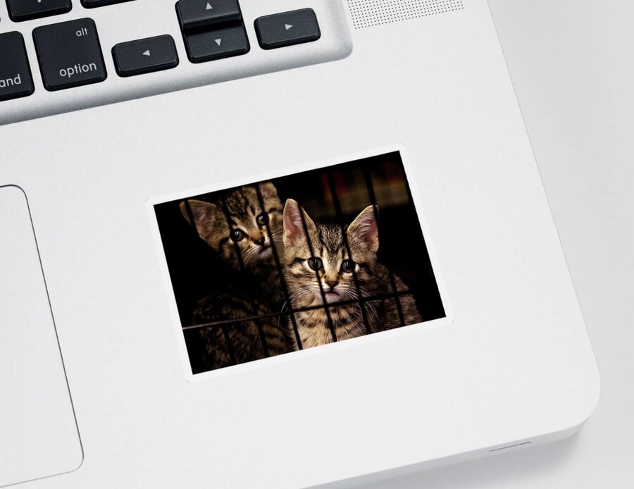 Kittens Sticker featuring the photograph Take me home by Tatiana Travelways