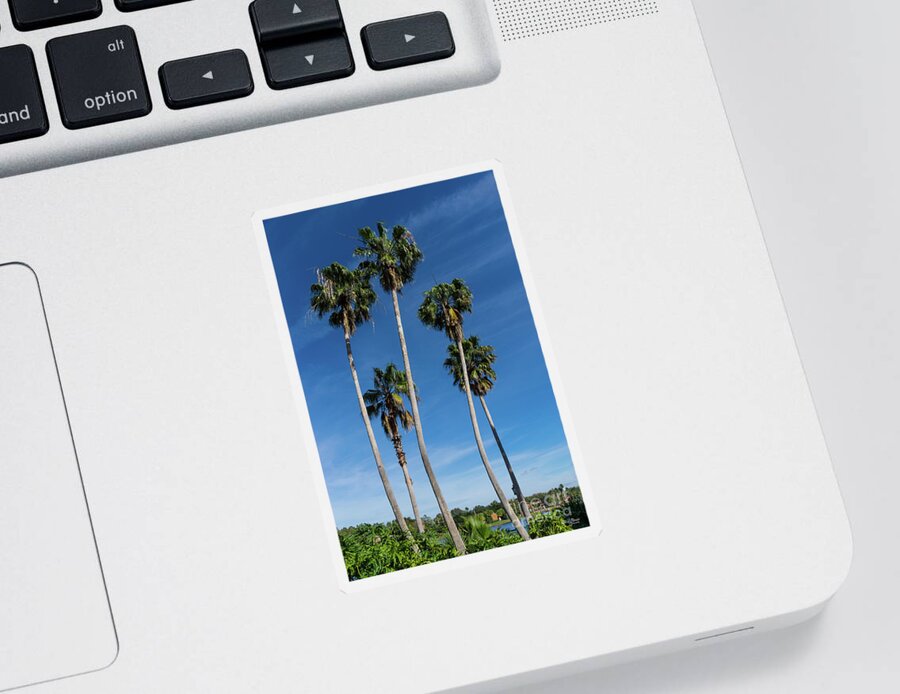 Palm Trees Sticker featuring the photograph Tall Curving Palms by Jennifer White