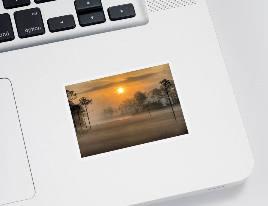 Natural Florida Sticker featuring the photograph Tate's Hell State Forest by JC Findley