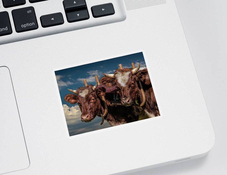 Cattle Sticker featuring the photograph Team of Oxen by Randall Nyhof
