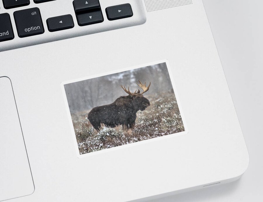 Moose Sticker featuring the photograph Teton Snowy Moose by Adam Jewell
