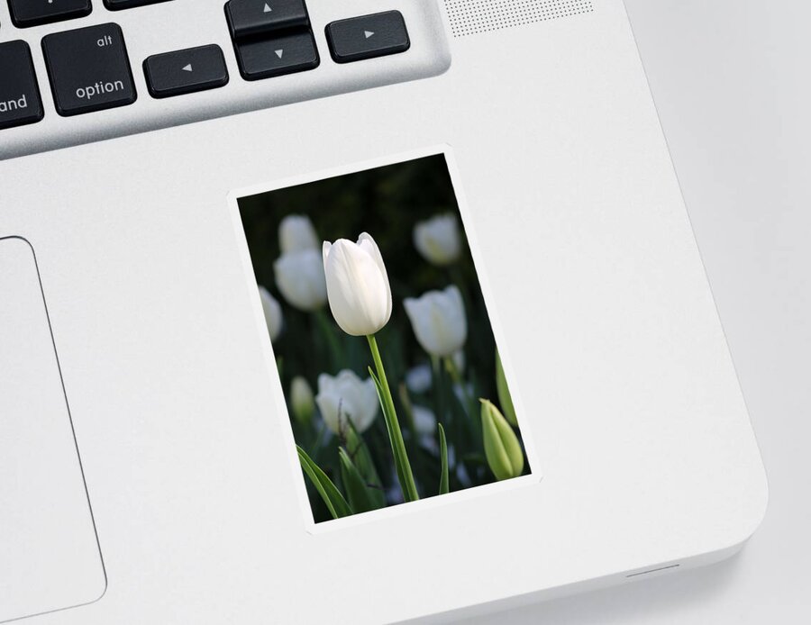 Tulip Sticker featuring the photograph Texas Blooms 135 by Pamela Critchlow
