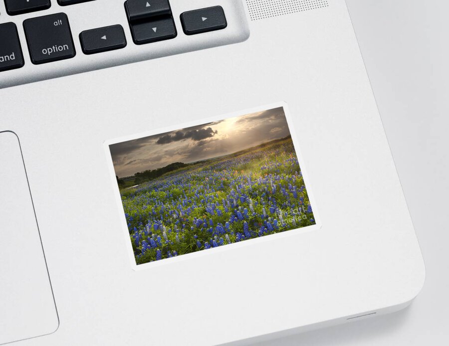 Texas Blue Bonnets Sticker featuring the photograph Texas bluebonnets at Sunrise by Keith Kapple