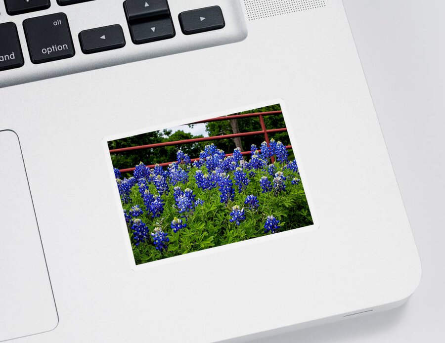 Ennis Sticker featuring the photograph Texas Bluebonnets in Ennis by Robert Bellomy