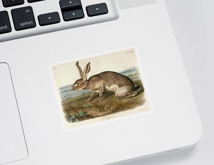 John Woodhouse Audubon Sticker featuring the drawing Texian Hare. Lepus Texianus by John Woodhouse Audubon