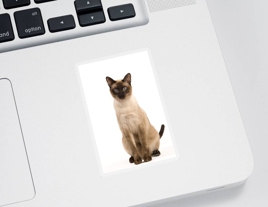 Cat Sticker featuring the photograph Thai Cat by Jean-Michel Labat