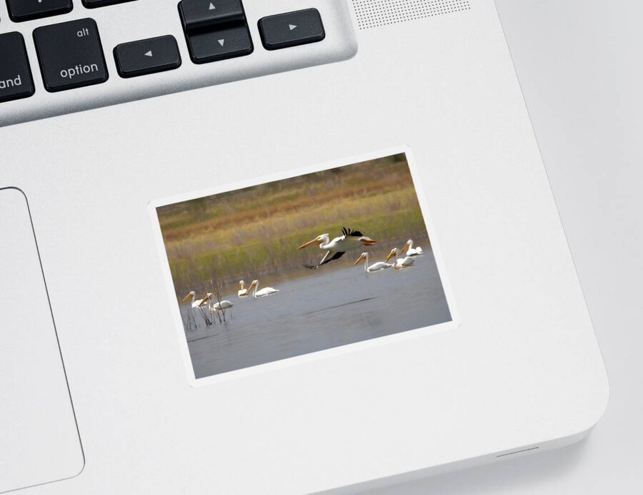 American White Pelican Sticker featuring the digital art The American White Pelicans by Ernest Echols