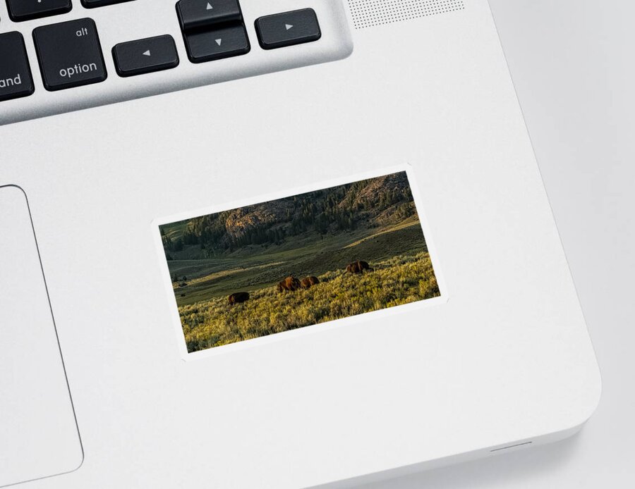 Bison Sticker featuring the photograph The Bison Rut In Yellowstone by Yeates Photography