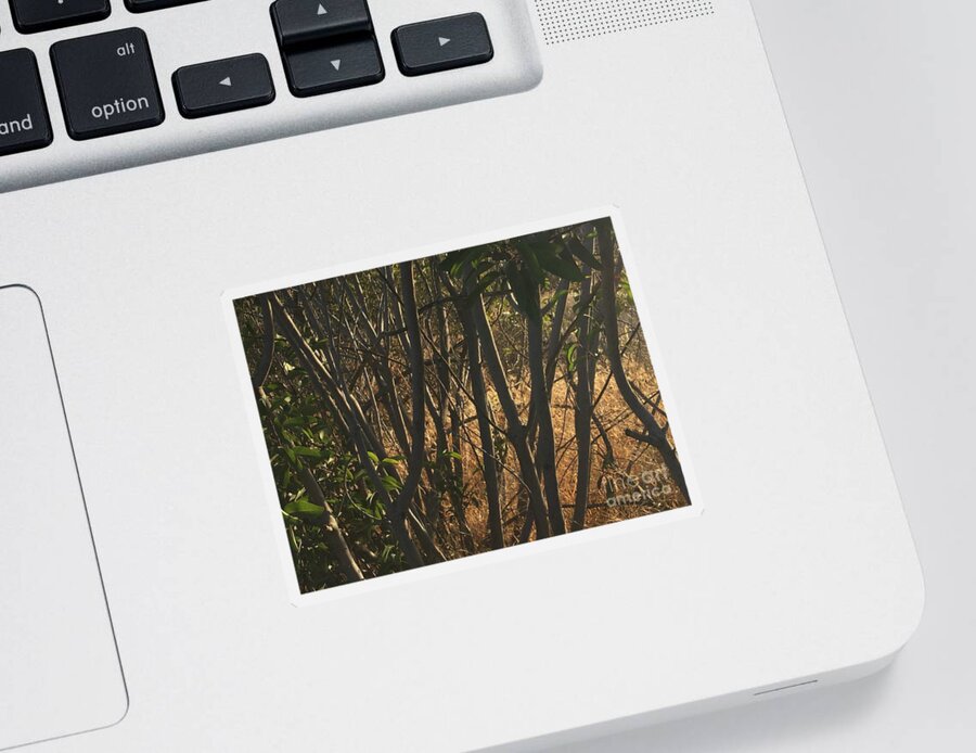 Landscape Sticker featuring the photograph The Clearing Beyond the Thicket by Leah McPhail