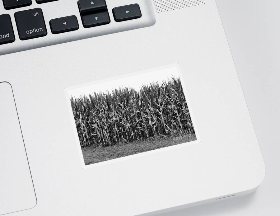 Paul Ward Sticker featuring the photograph The Cornfield by Paul Ward