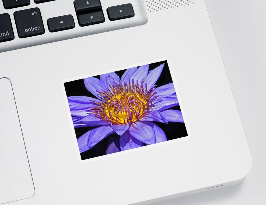 Tropical Flowers Sticker featuring the photograph The Eye Of The Water Lily by Emmy Marie Vickers