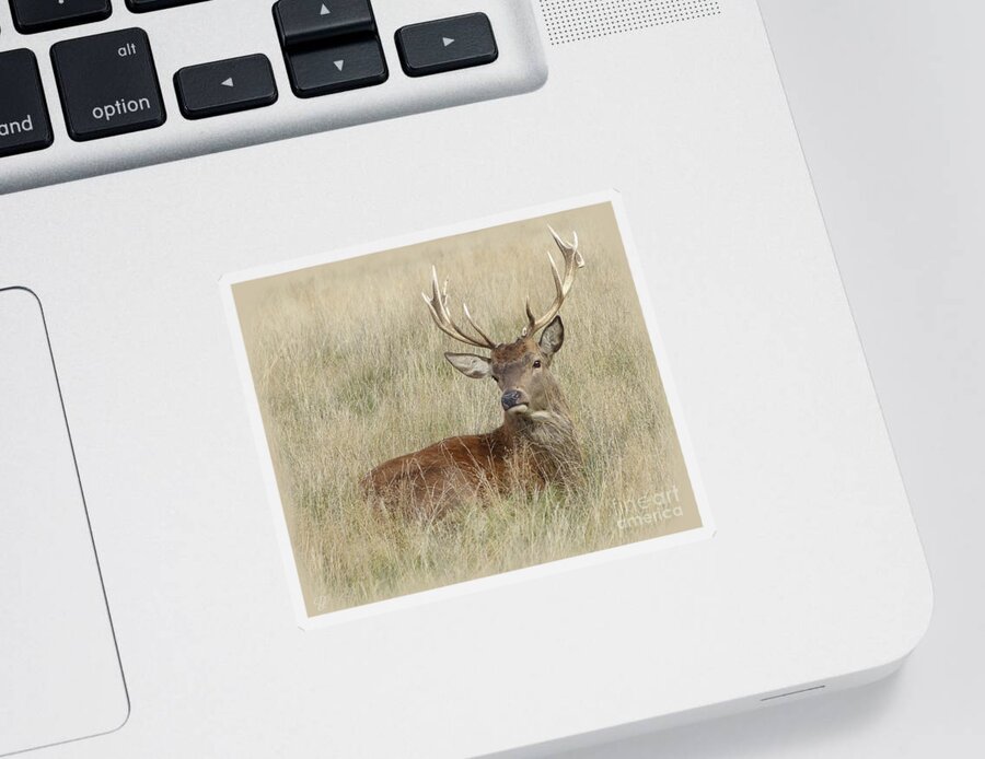 Red Deer Sticker featuring the photograph The Gentle Stag by LemonArt Photography