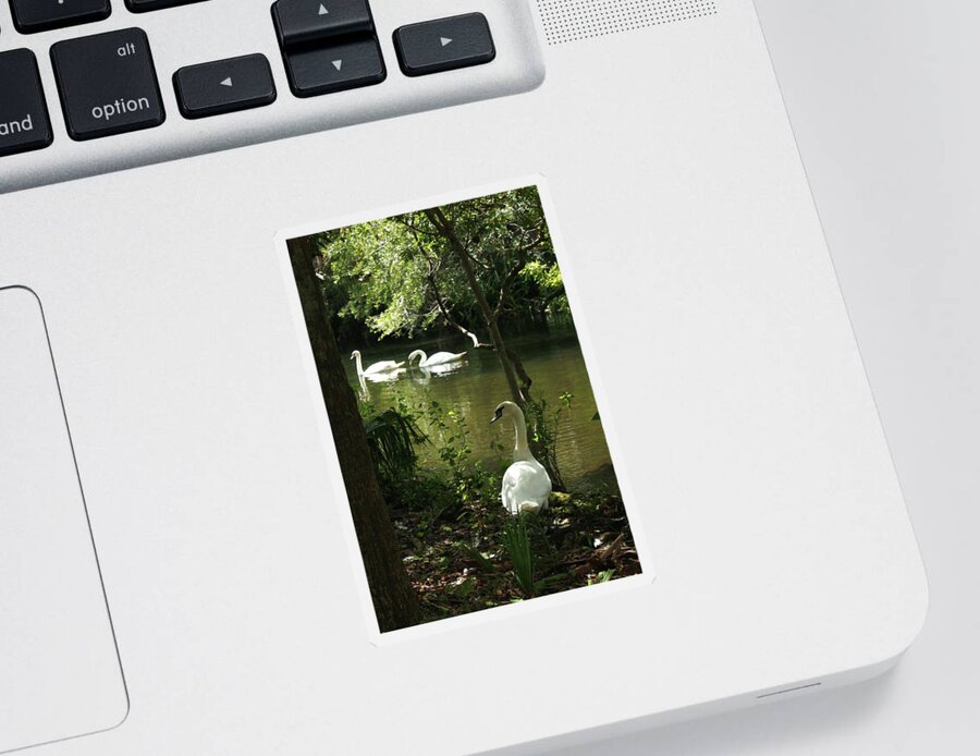 Florida Swans Birds Sticker featuring the photograph The Guard Swan by Barbara Smith-Baker