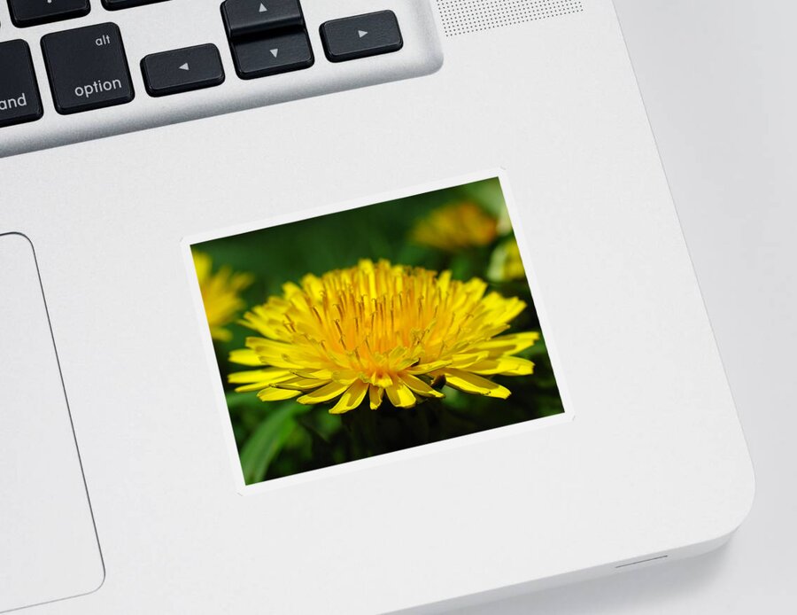 Dandelion Sticker featuring the photograph The Humbled Dandelion by Juergen Roth