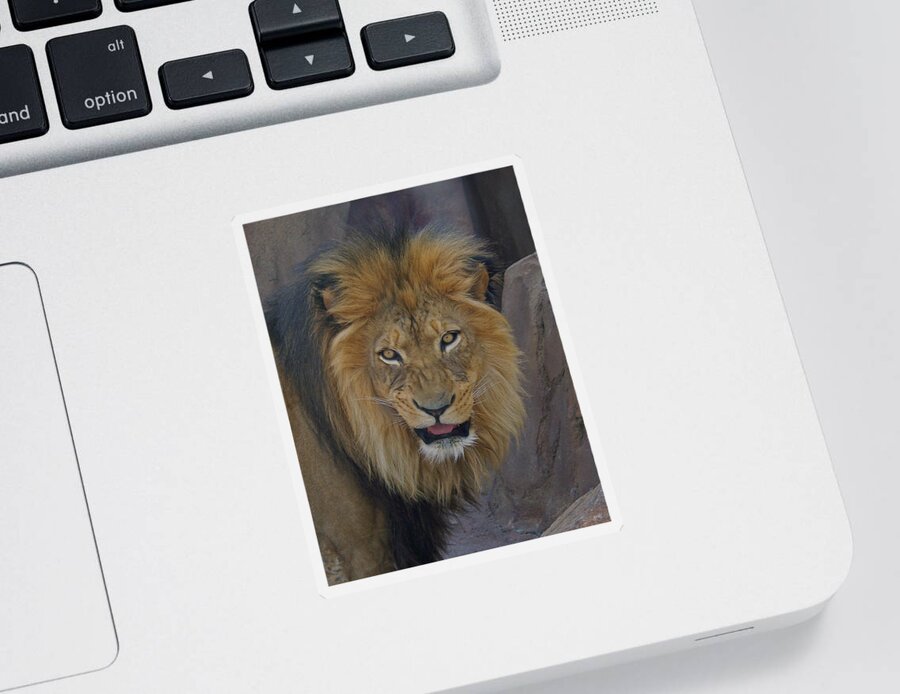 Lion Sticker featuring the photograph The Lion Dry Brushed by Ernest Echols