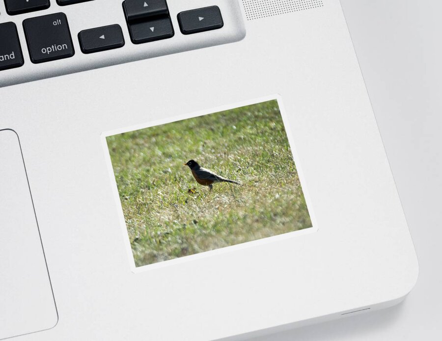 American Robin Sticker featuring the photograph The Lone Robin by Holden The Moment