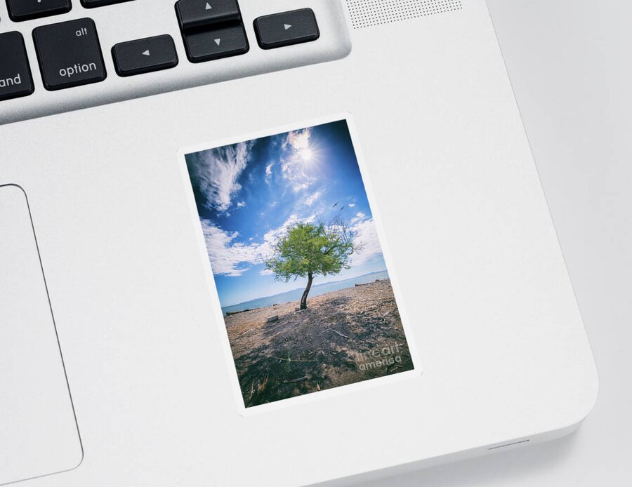 Tree Sticker featuring the photograph The Mirage by Becqi Sherman