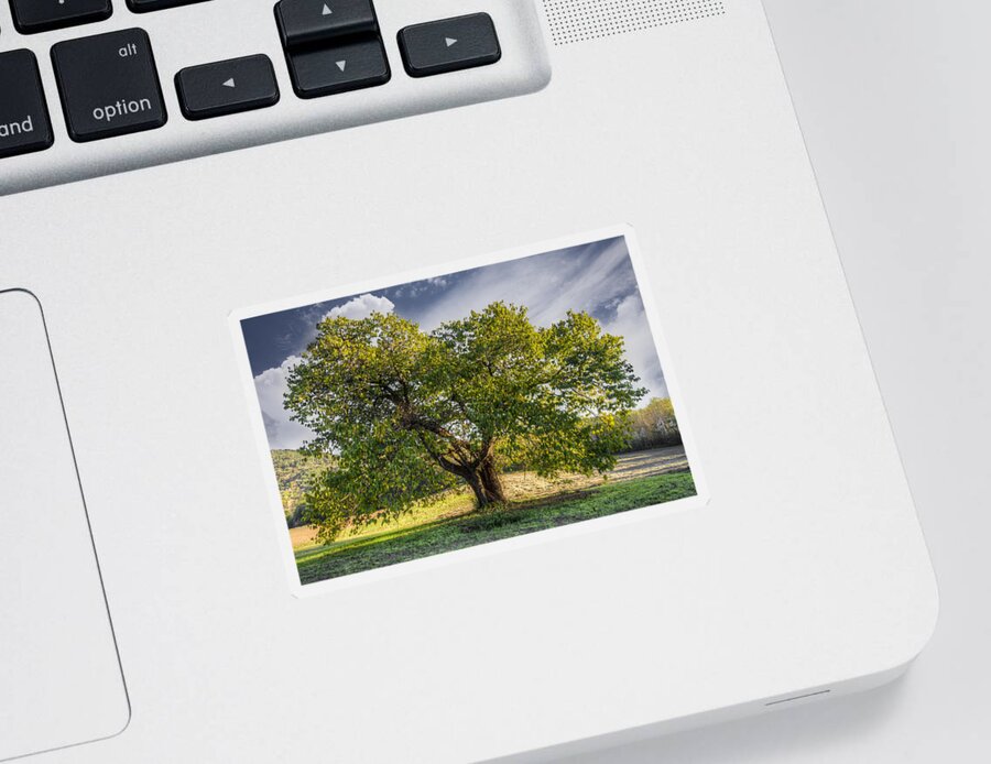 Appalachia Sticker featuring the photograph The Mulberry Tree by Debra and Dave Vanderlaan
