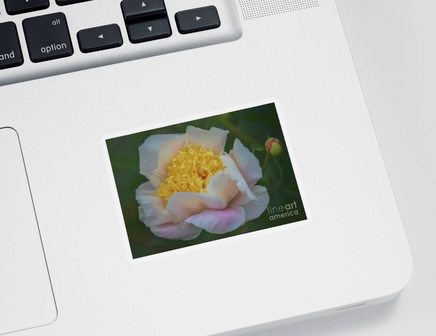 Peony Sticker featuring the photograph The Queen of Flowers by Elizabeth Winter
