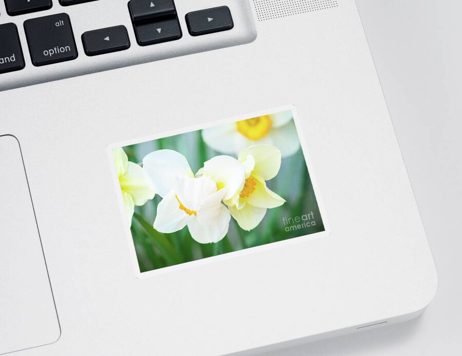 Daffodils Sticker featuring the photograph The Shy Couple by Anita Pollak