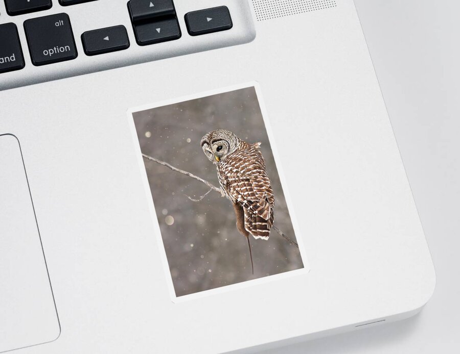 Owl Sticker featuring the photograph The Silent Hunter by Mircea Costina Photography