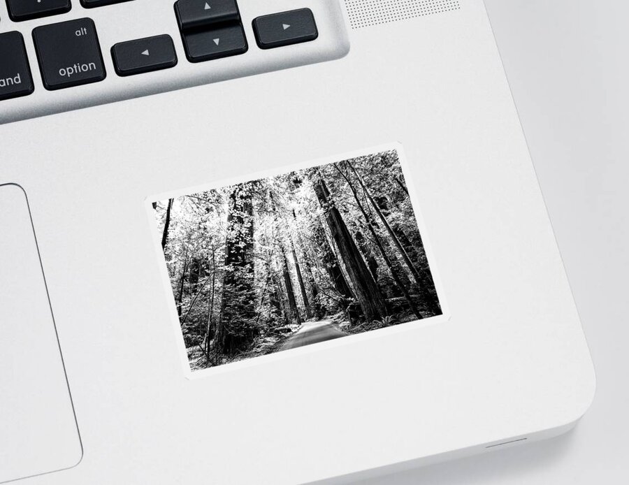 Forest Sticker featuring the photograph The Silver Forest by Joseph S Giacalone