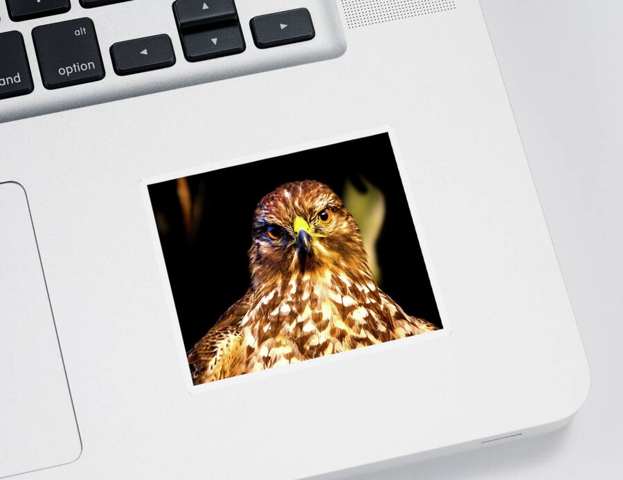 Red Shouldered Hawk Sticker featuring the photograph The Stare Contest by Mark Andrew Thomas
