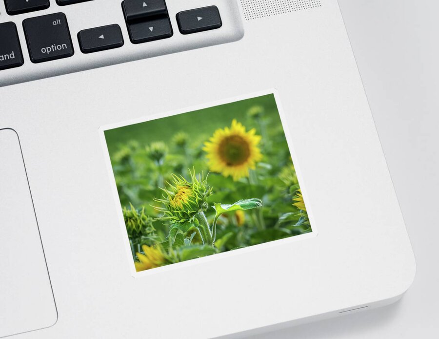 Sunflower Sticker featuring the photograph The Start Of Something Big by Bill Pevlor
