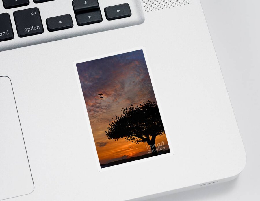 Sunset Sticker featuring the photograph The Sunset Tree by Kathy Baccari