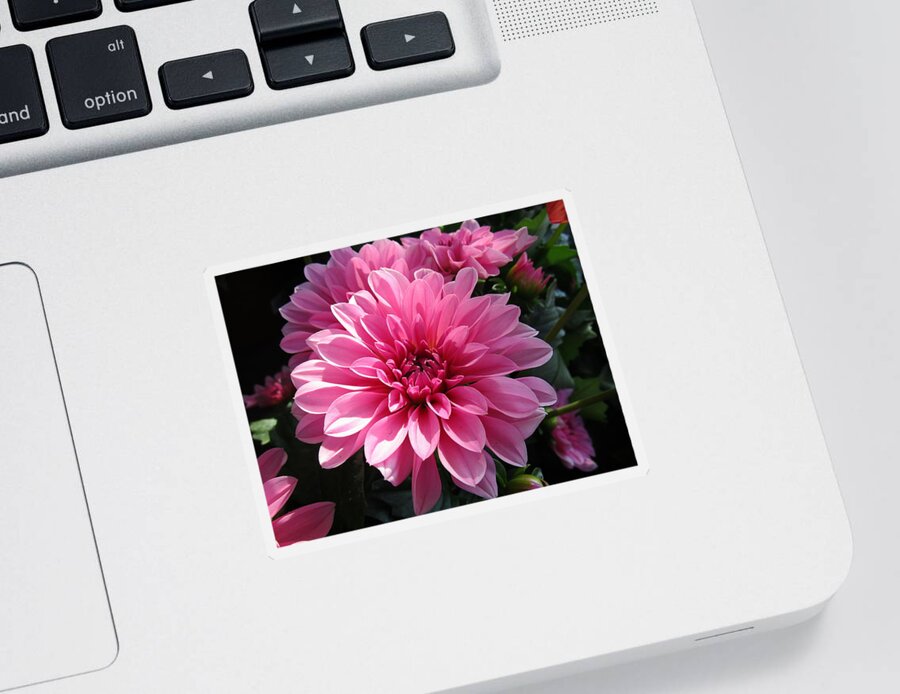 Dahlia Sticker featuring the photograph The sweetest by Rosita Larsson