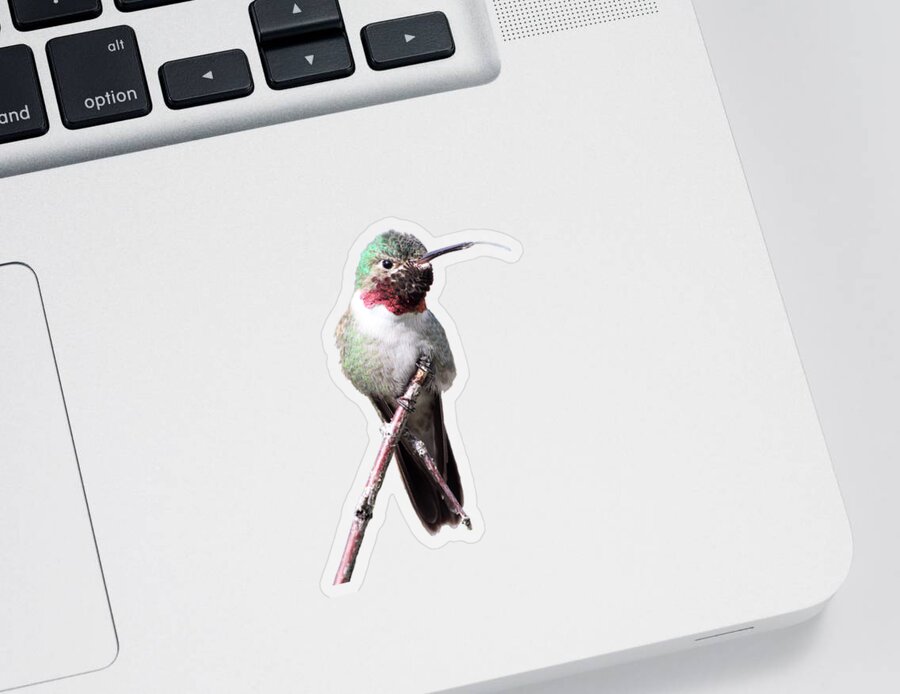 Humming-bird Sticker featuring the photograph The Taste Of Air by Shane Bechler