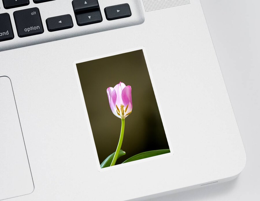 Flower Sticker featuring the photograph The Tulip's Heart by Charles Hite