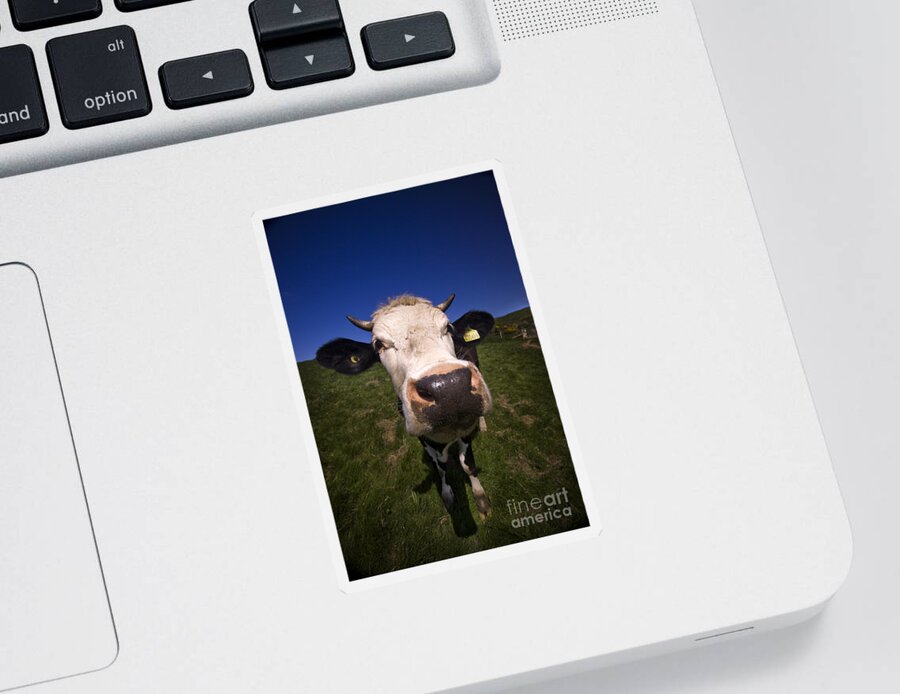 Cow Sticker featuring the photograph The wideangled cow by Ang El