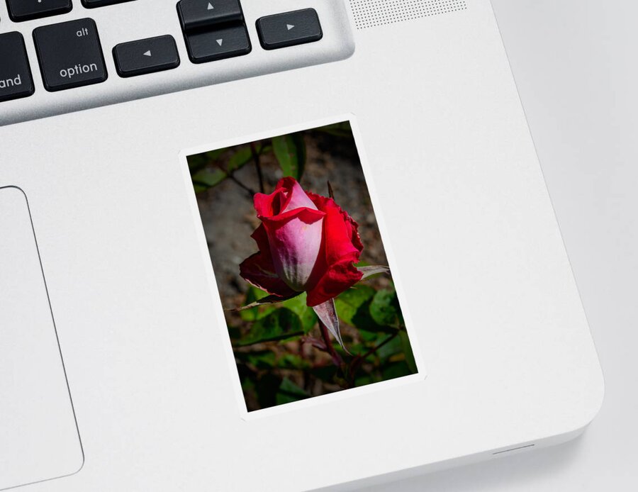 Floral Sticker featuring the photograph The Winter Rose by Tikvah's Hope
