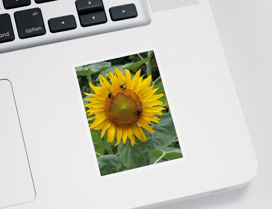 Sunflower Sticker featuring the photograph Three is a Crowd by Virginia Coyle