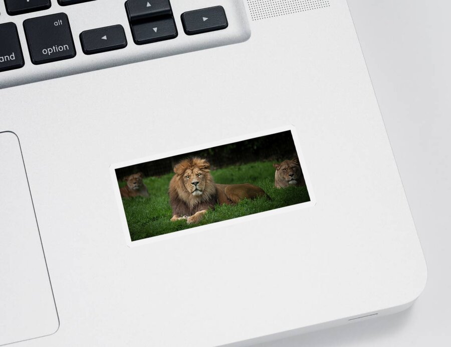 Lion Sticker featuring the photograph Three Lions by Nigel R Bell