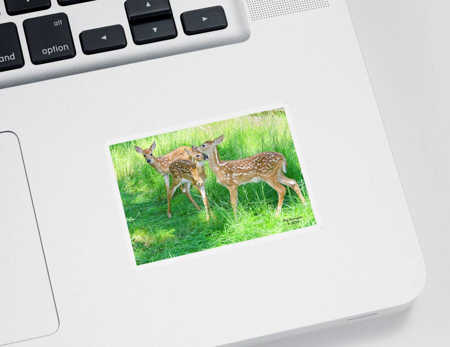 Fawns Sticker featuring the photograph Three of a Kind by Peg Runyan