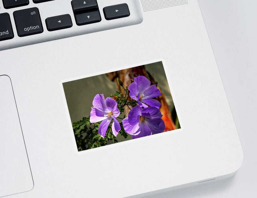 Floral Sticker featuring the photograph Three Sisters by Gene Parks