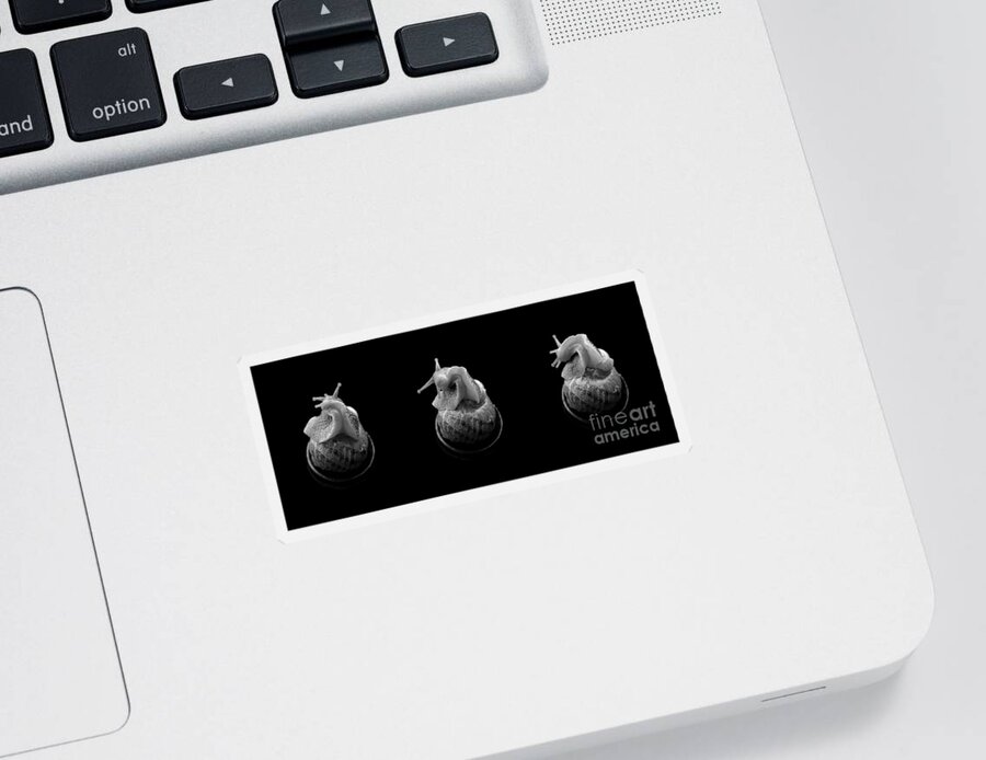 Animal Sticker featuring the photograph Three snails by Clayton Bastiani