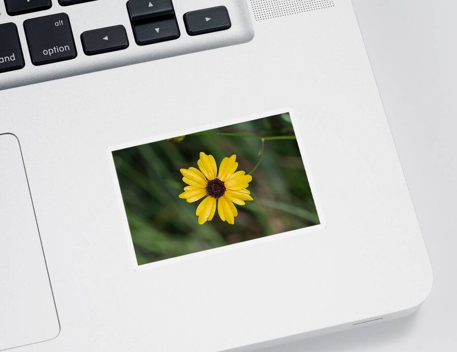 Nature Sticker featuring the photograph Tickseed Flower by Kenneth Albin