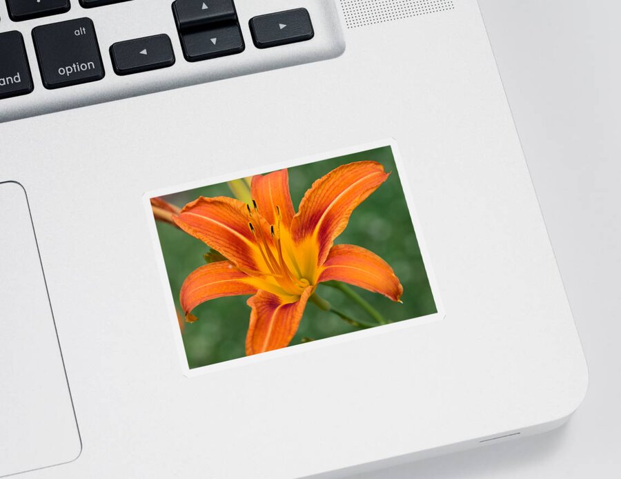 Daylily Sticker featuring the photograph Daylily by Holden The Moment