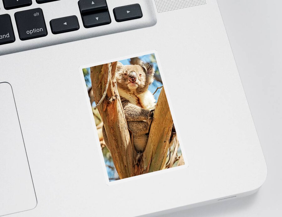 Koala Sticker featuring the photograph Tight Fit by Catherine Reading