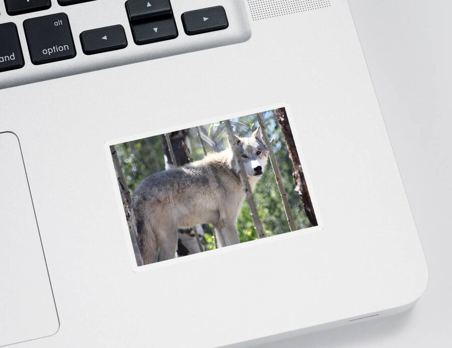 Timber Wolf Sticker featuring the photograph Timber Wolf by Shane Bechler