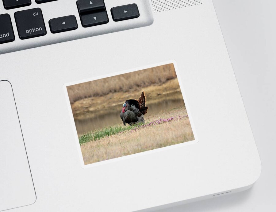 Nature Sticker featuring the photograph Tom Turkey at Pond by Sheila Brown
