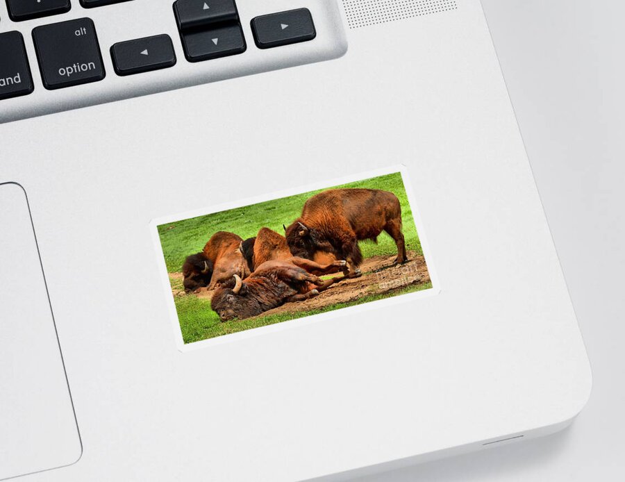Bison Sticker featuring the photograph Too Much Grass by Adam Jewell