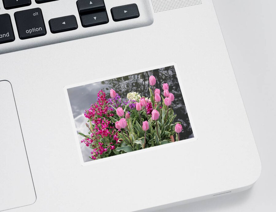 Pink Tulips Sticker featuring the photograph Top View Planter by Allen Nice-Webb