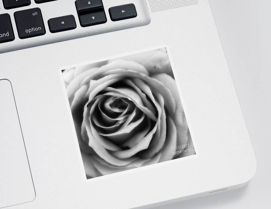 Rose Sticker featuring the photograph Total Rapture by Clare Bevan