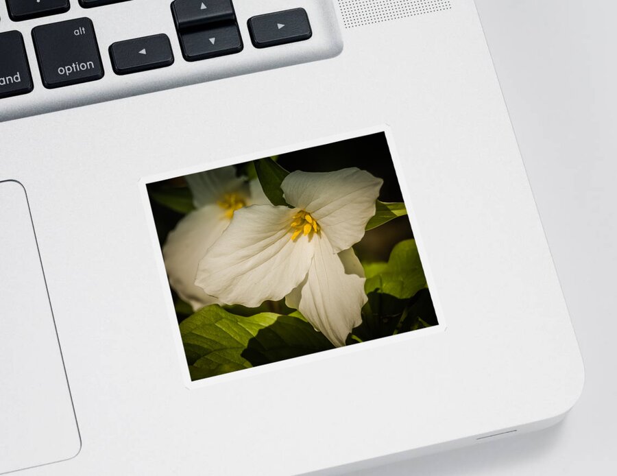 Wildflower Sticker featuring the photograph Touched By A Trillium by Terry Ann Morris