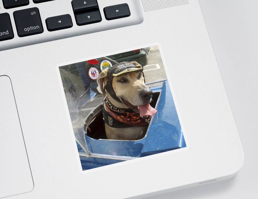 Karen Zuk Rosenblatt Art And Photography Sticker featuring the photograph Tourist Dog 2 Square by Karen Zuk Rosenblatt