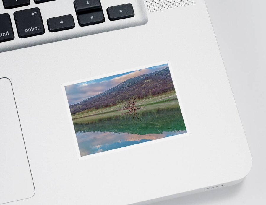 Landscape Sticker featuring the photograph Tree and East Bay Hills at Sunrise by Marc Crumpler
